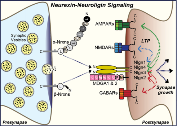 Neurexin-Neuroligin Complexes